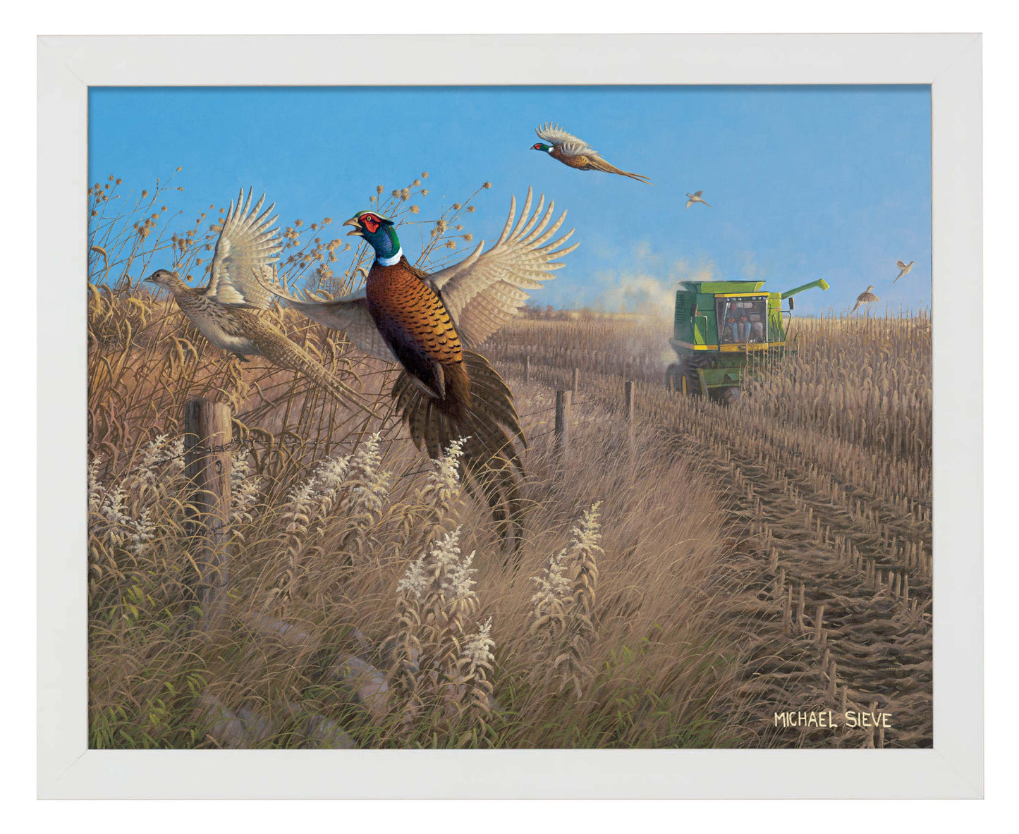 Flying Colors - Pheasants - Art Prints