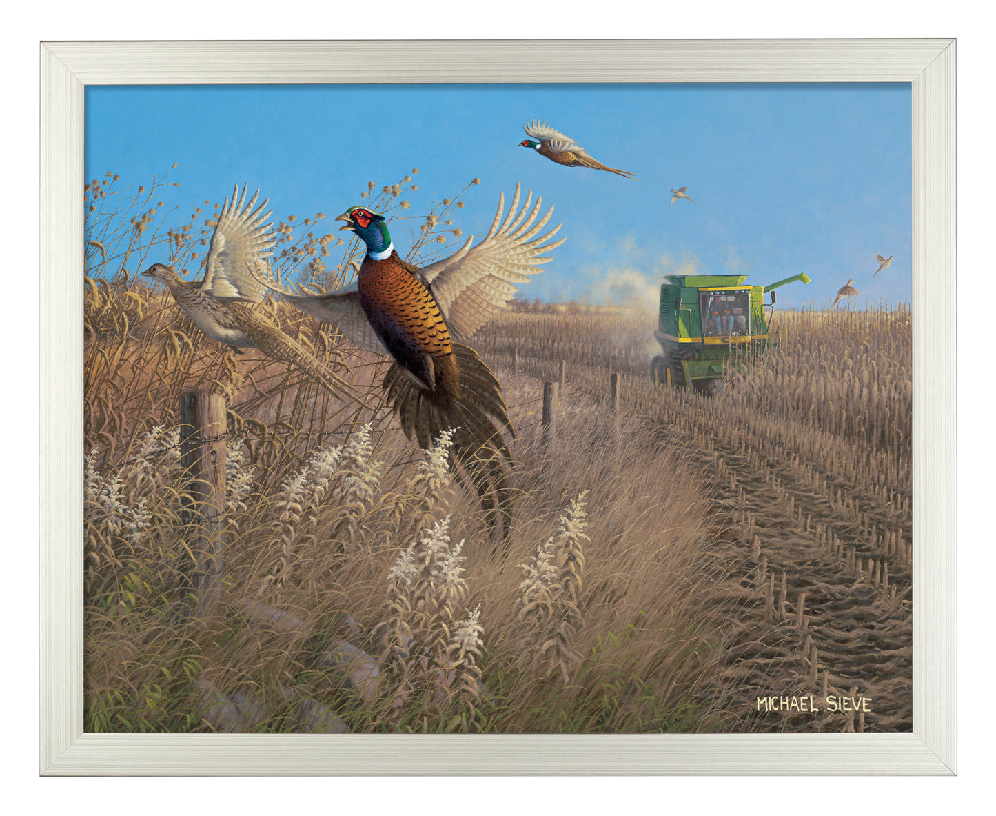 Flying Colors - Pheasants - Art Prints