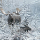 Patient Suitor - Moose - Art Prints