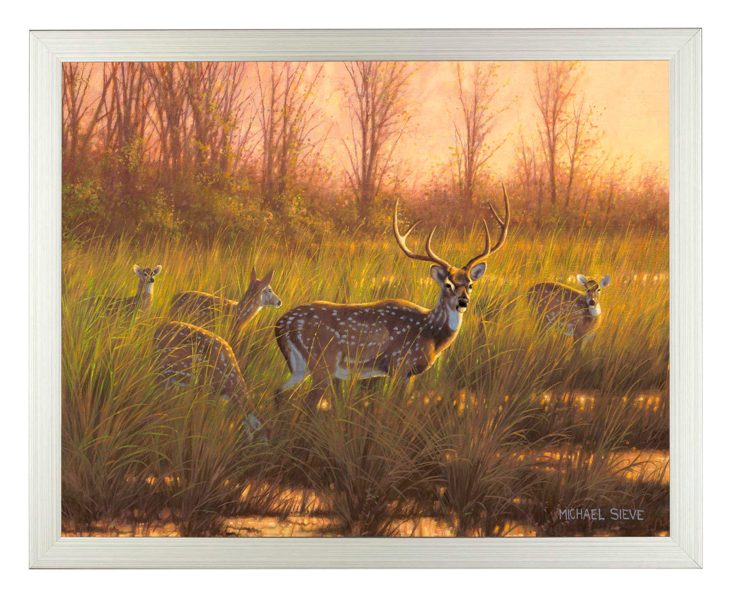 Chital Deer - Art Prints