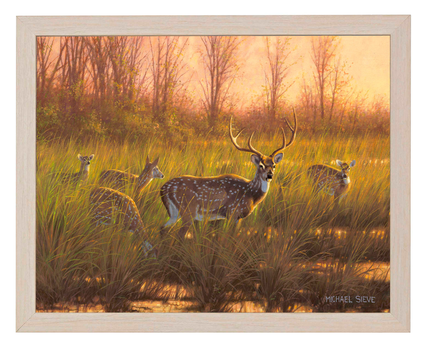 Chital Deer - Art Prints
