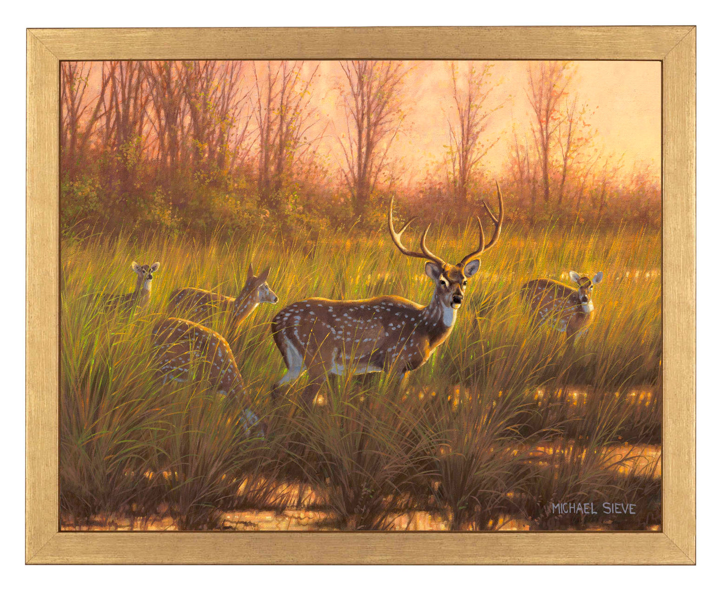 Chital Deer - Art Prints