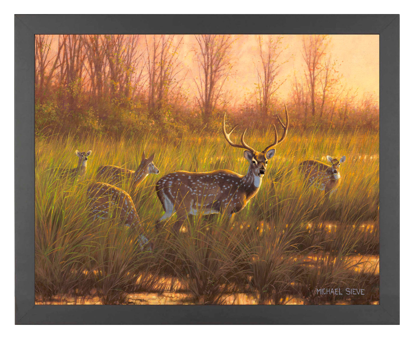 Chital Deer - Art Prints
