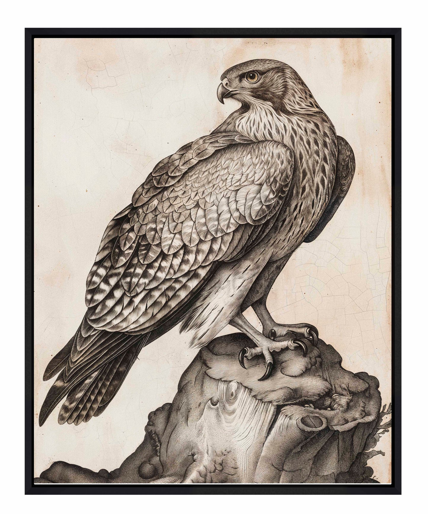 Majestic Sentinel - Hawk - Gallery Wrapped Canvas