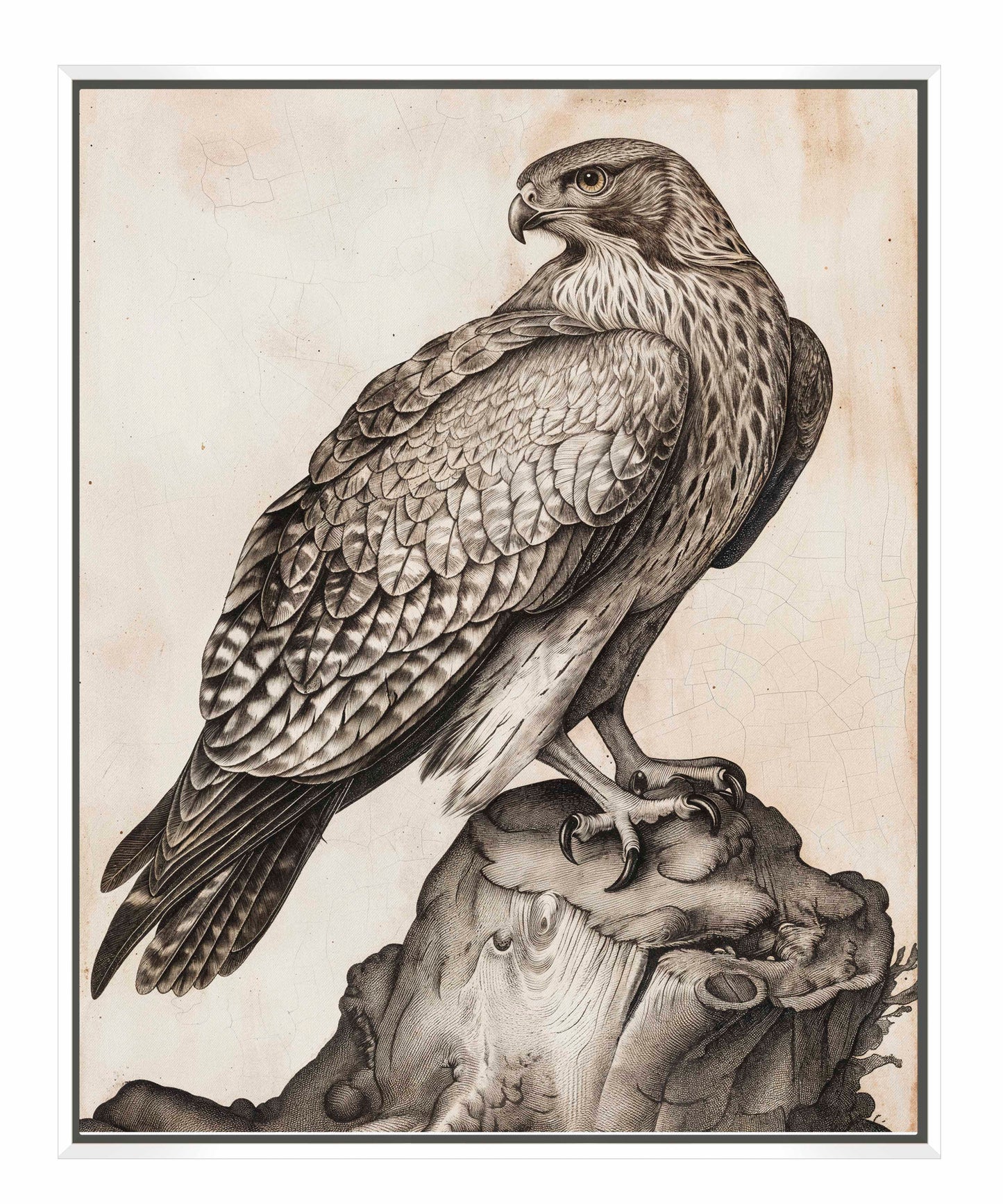 Majestic Sentinel - Hawk - Gallery Wrapped Canvas