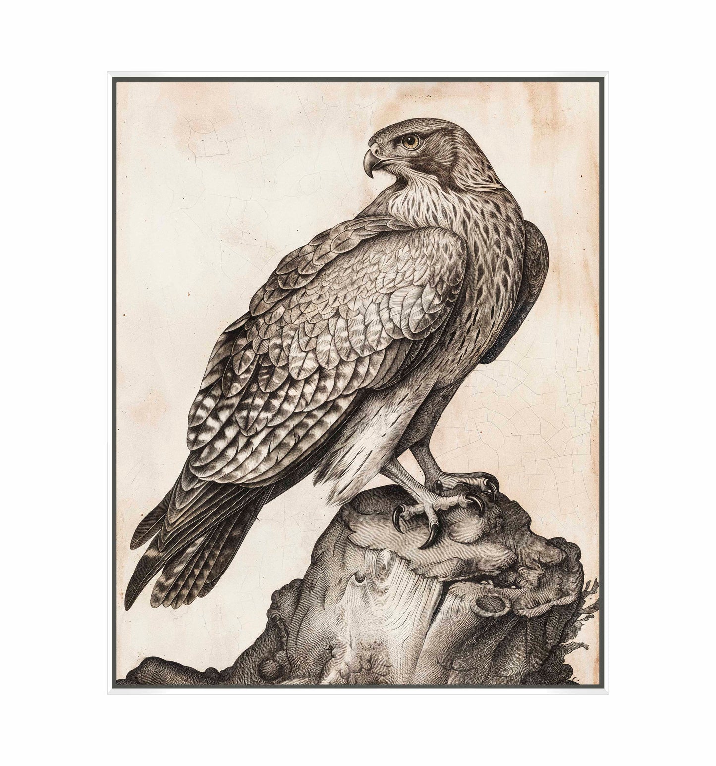 Majestic Sentinel - Hawk - Gallery Wrapped Canvas