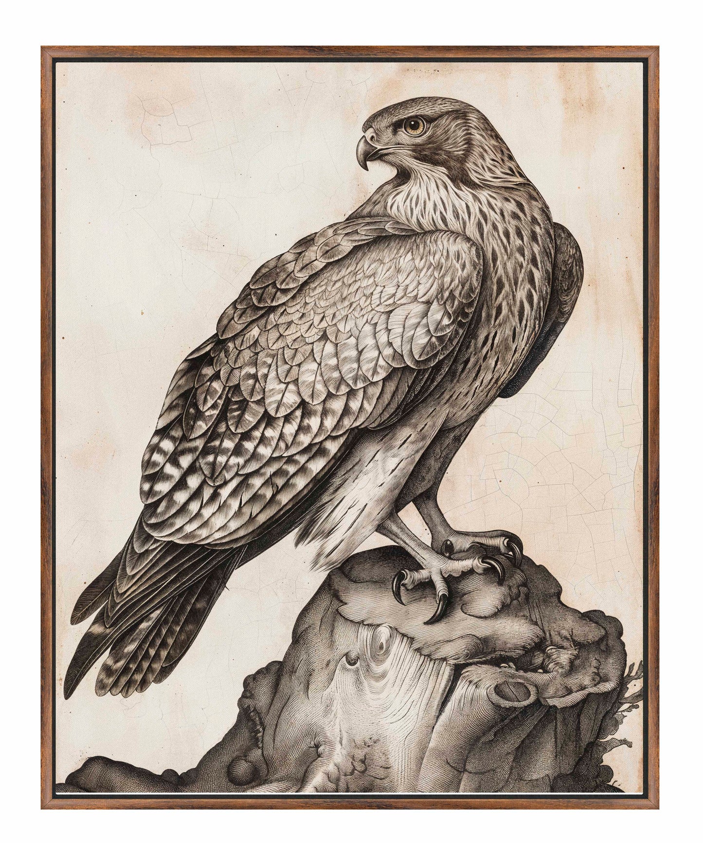 Majestic Sentinel - Hawk - Gallery Wrapped Canvas