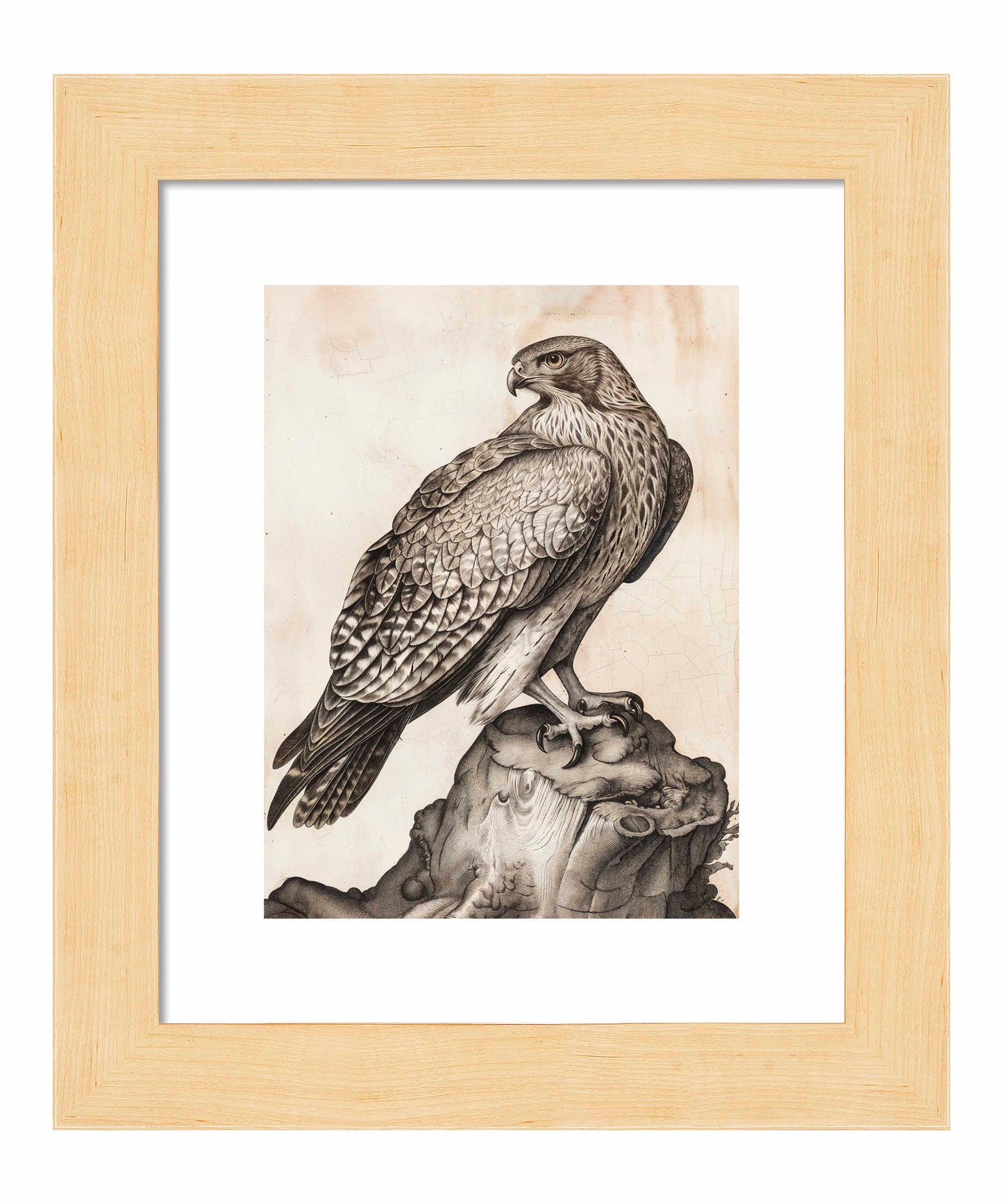 Majestic Sentinel - Hawk - Art Prints