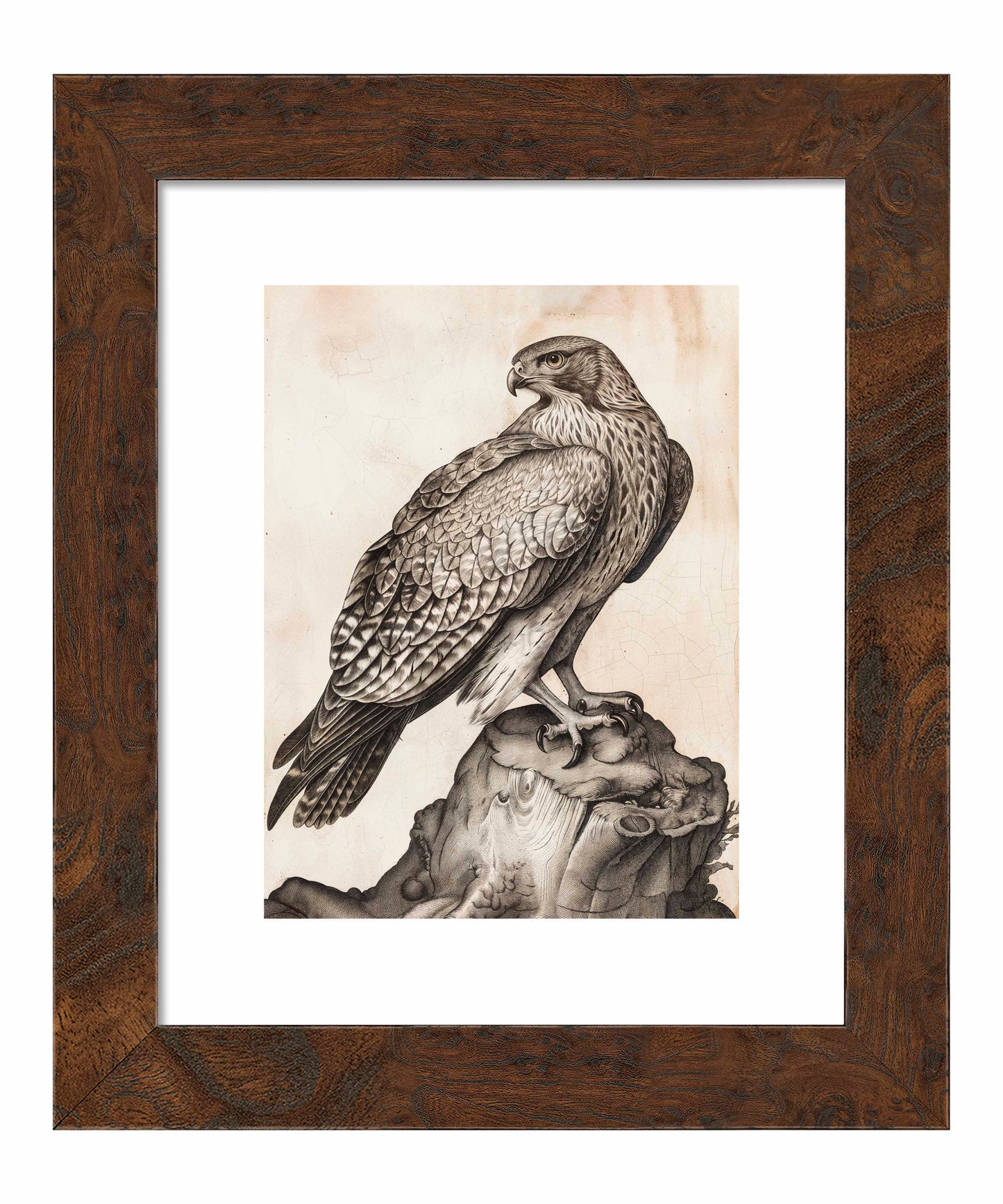Majestic Sentinel - Hawk - Art Prints