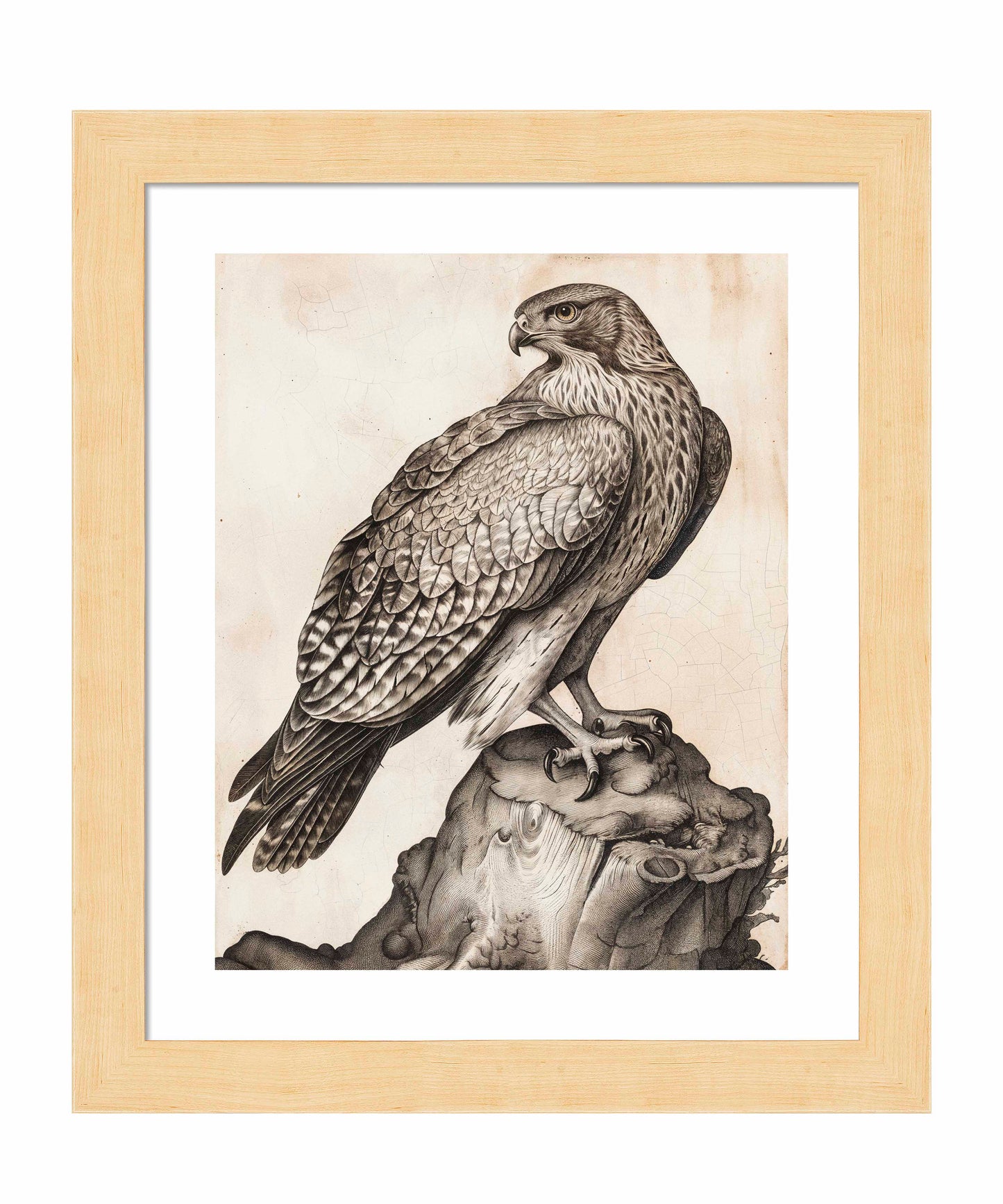 Majestic Sentinel - Hawk - Art Prints