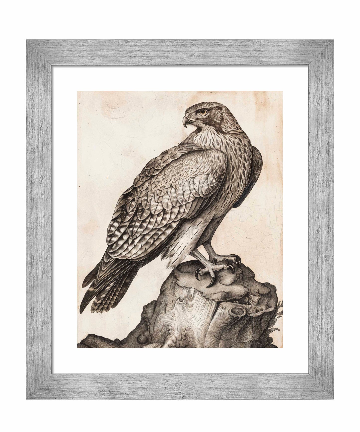 Majestic Sentinel - Hawk - Art Prints
