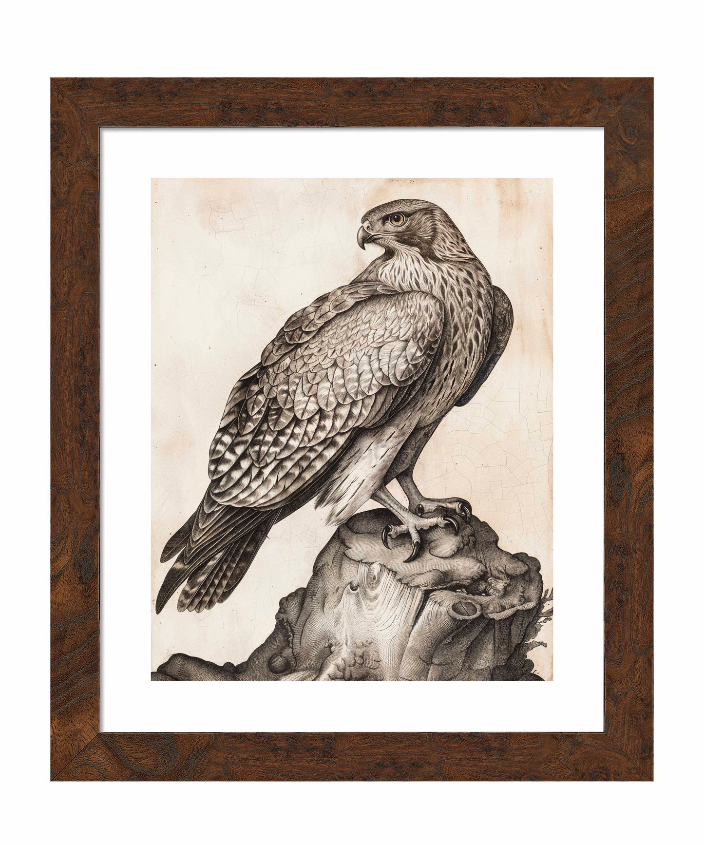 Majestic Sentinel - Hawk - Art Prints