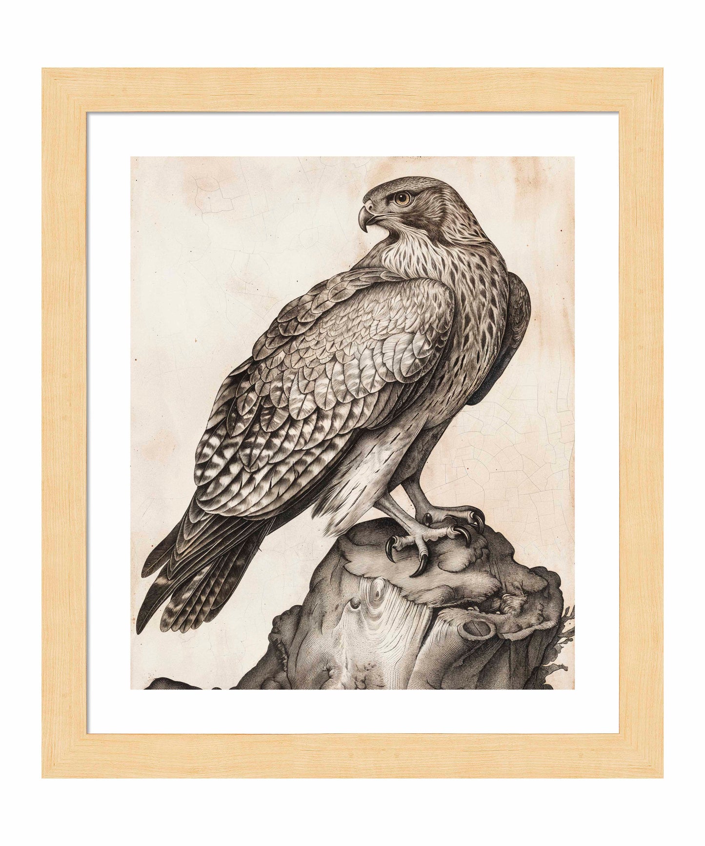 Majestic Sentinel - Hawk - Art Prints