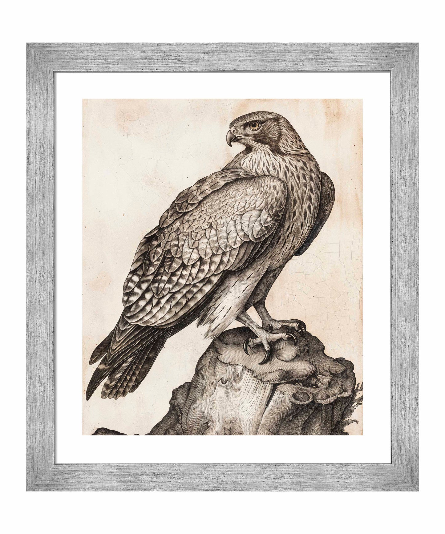 Majestic Sentinel - Hawk - Art Prints