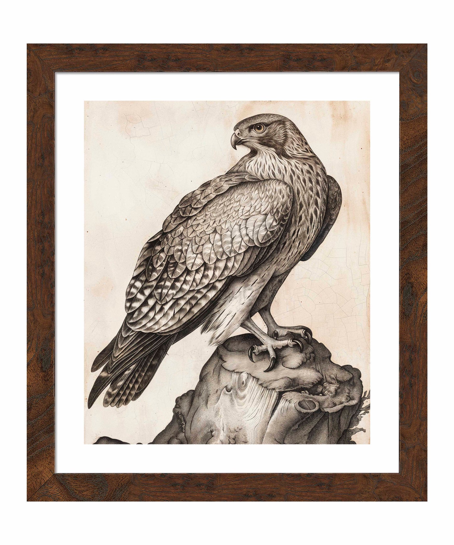 Majestic Sentinel - Hawk - Art Prints