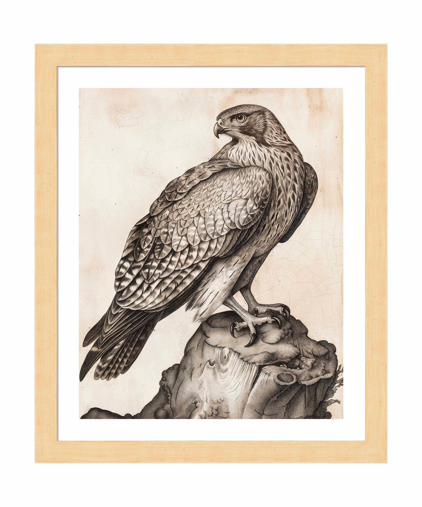 Majestic Sentinel - Hawk - Art Prints