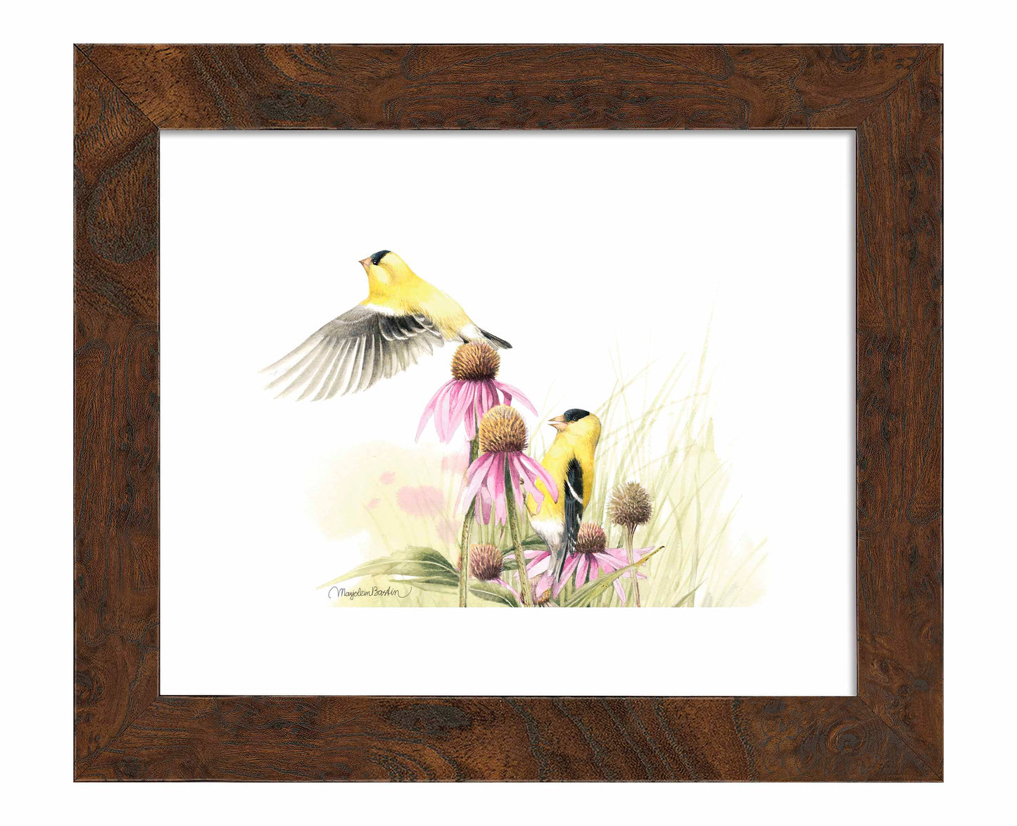 Coneflower Feast - Art Prints