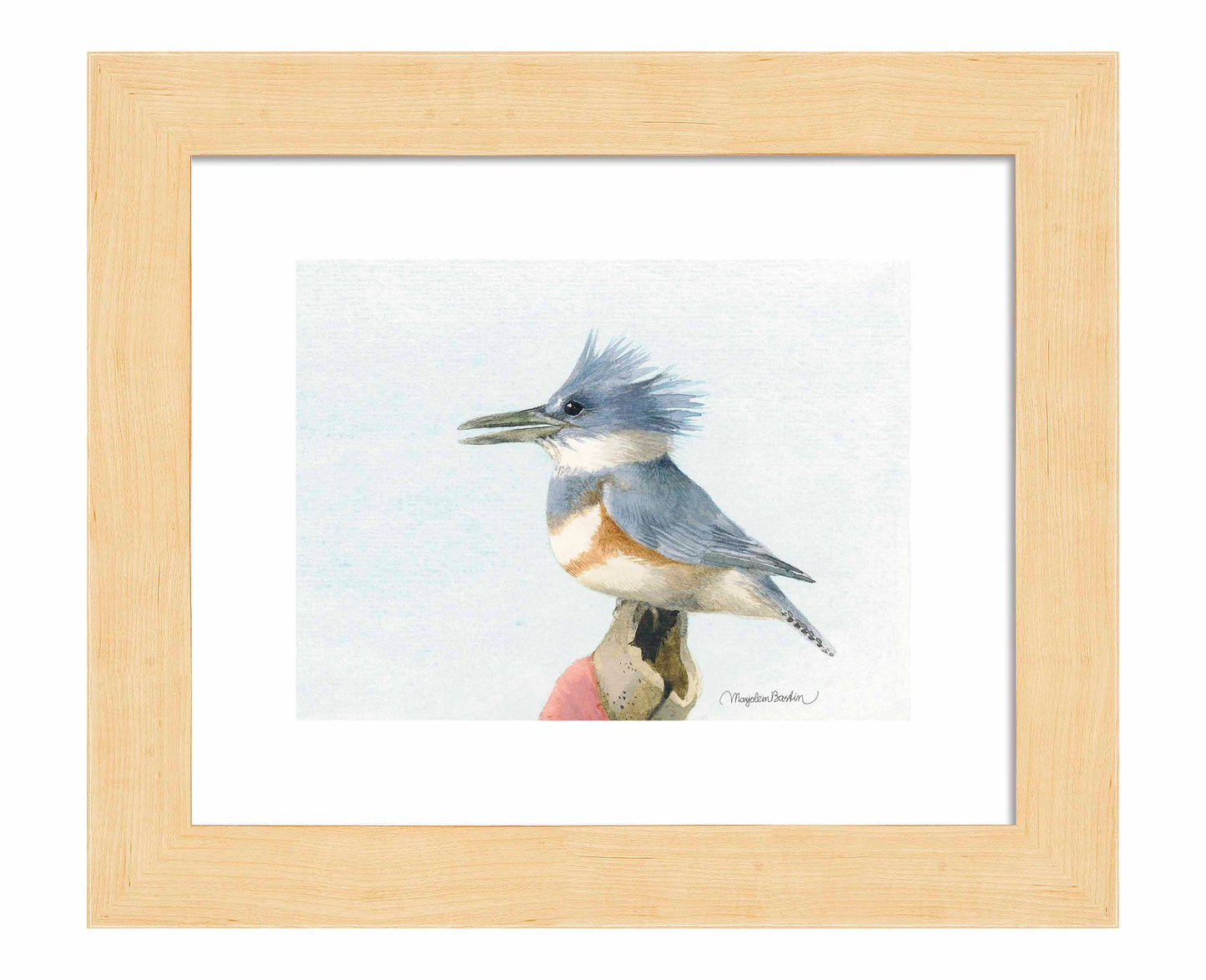 Belted Kingfisher - Art Prints