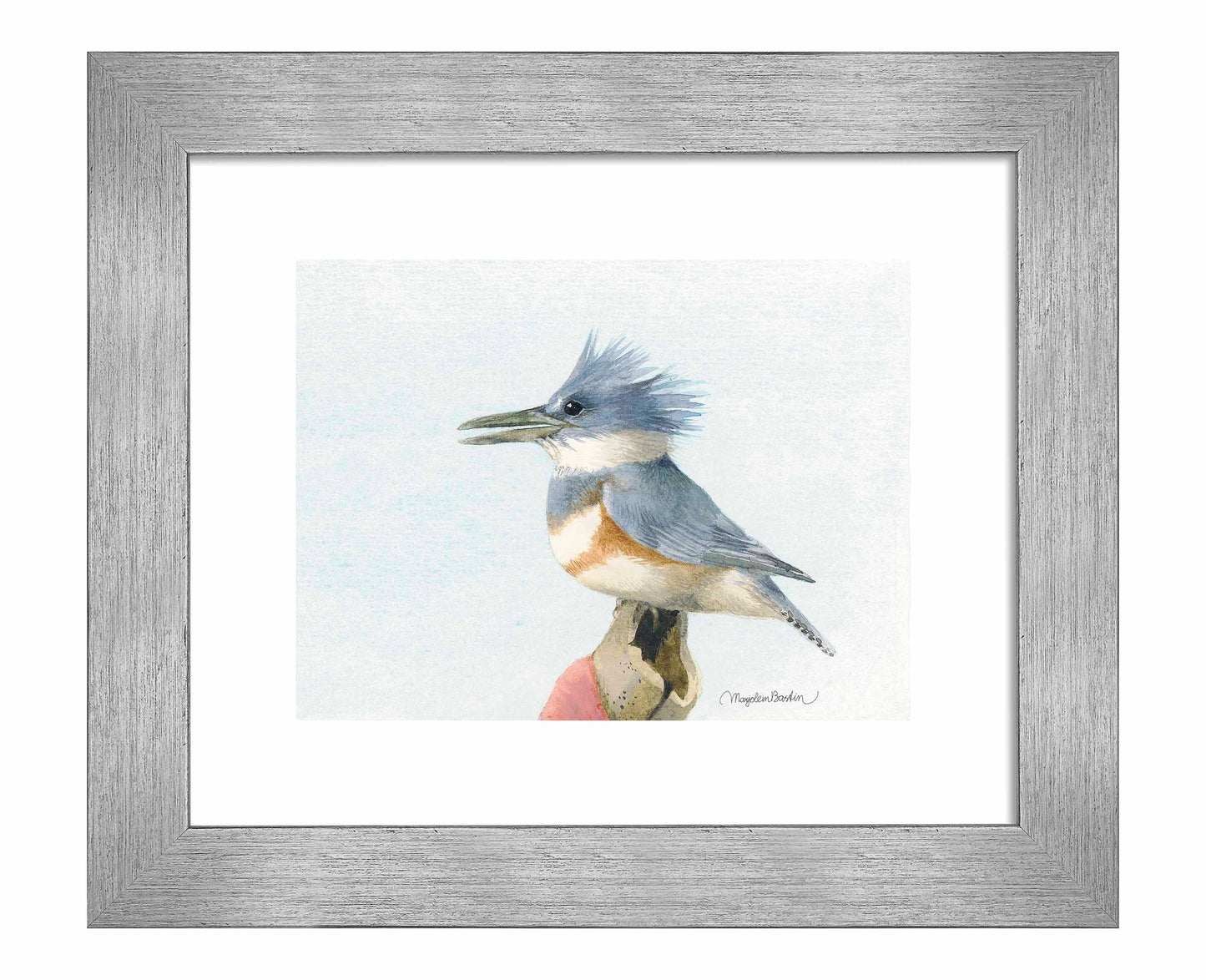 Belted Kingfisher - Art Prints