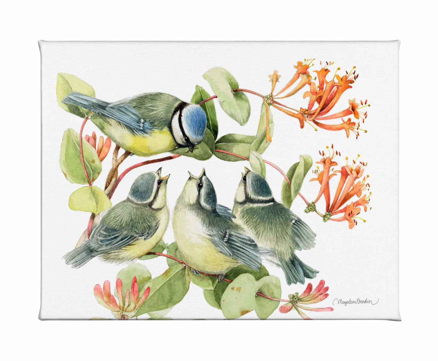 Always Hungry - Blue Tit - Gallery Wrapped Canvas