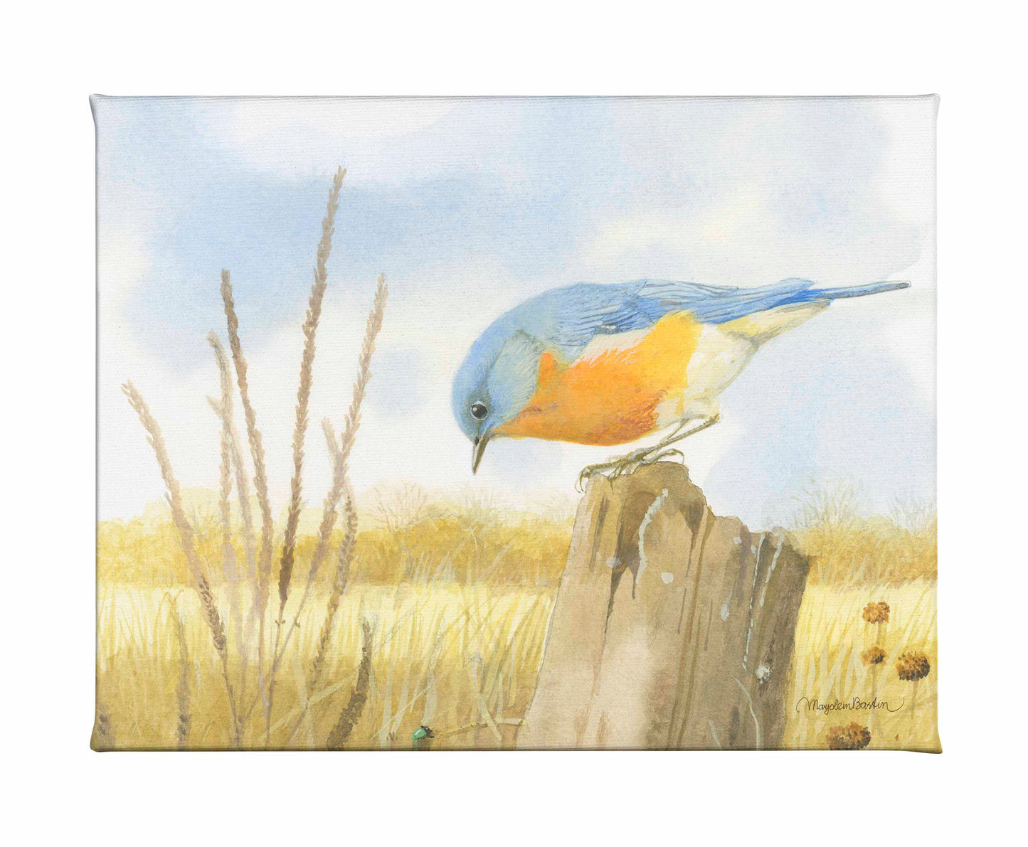 Scouring Around - Gallery Wrapped Canvas