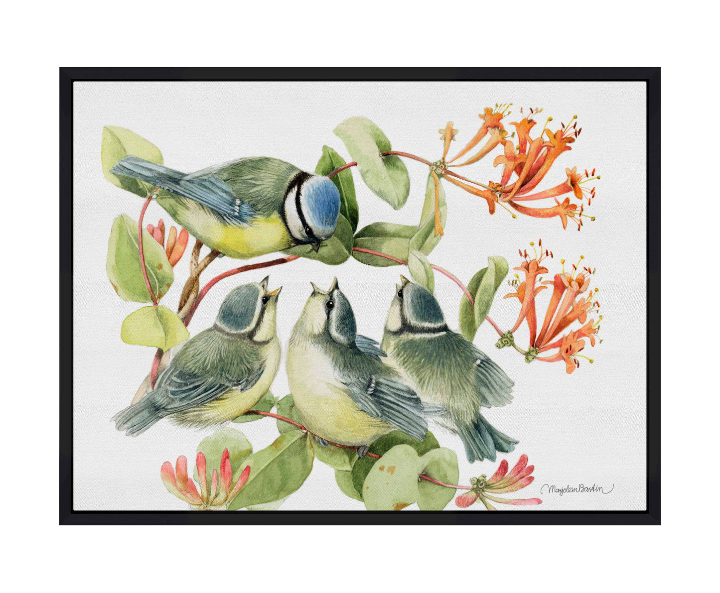 Always Hungry - Blue Tit - Gallery Wrapped Canvas