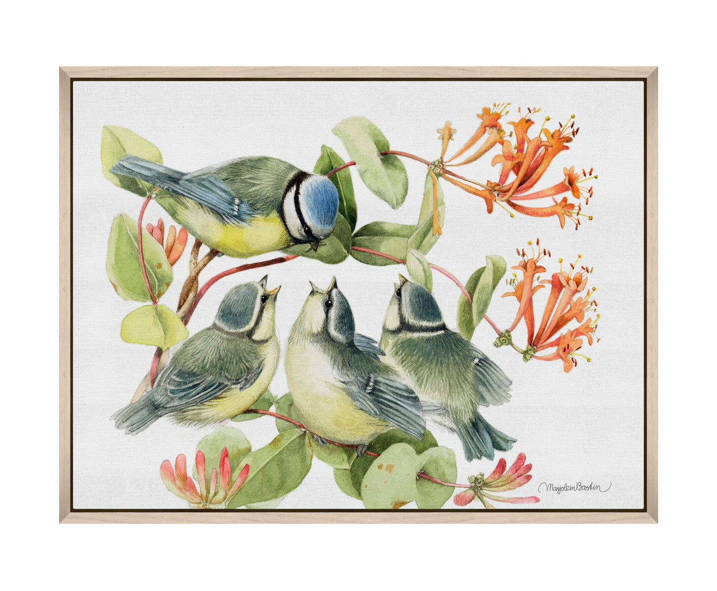 Always Hungry - Blue Tit - Gallery Wrapped Canvas