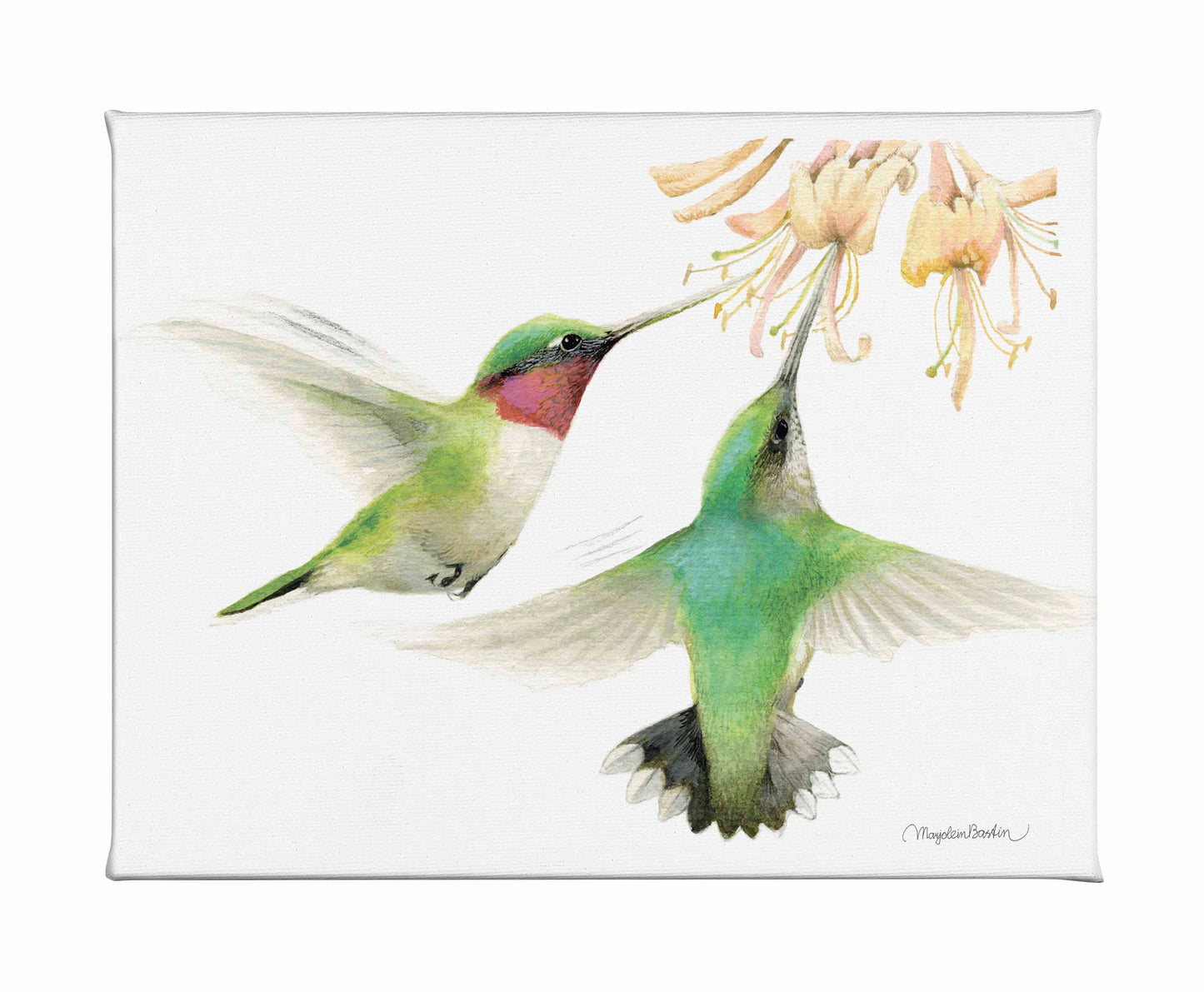 Honeysuckle Appeal - Gallery Wrapped Canvas