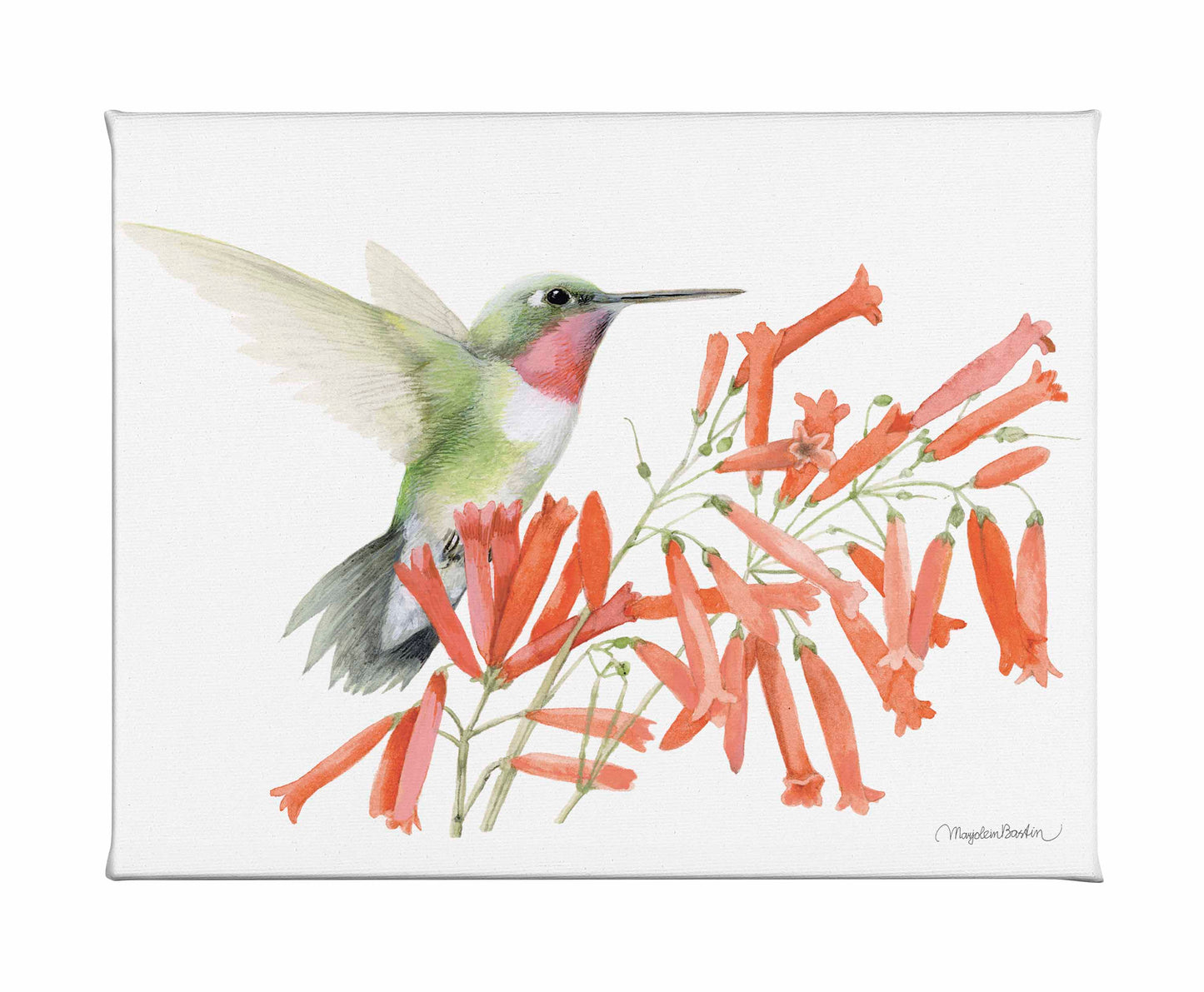 Ruby-throated Hummingbird - Gallery Wrapped Canvas