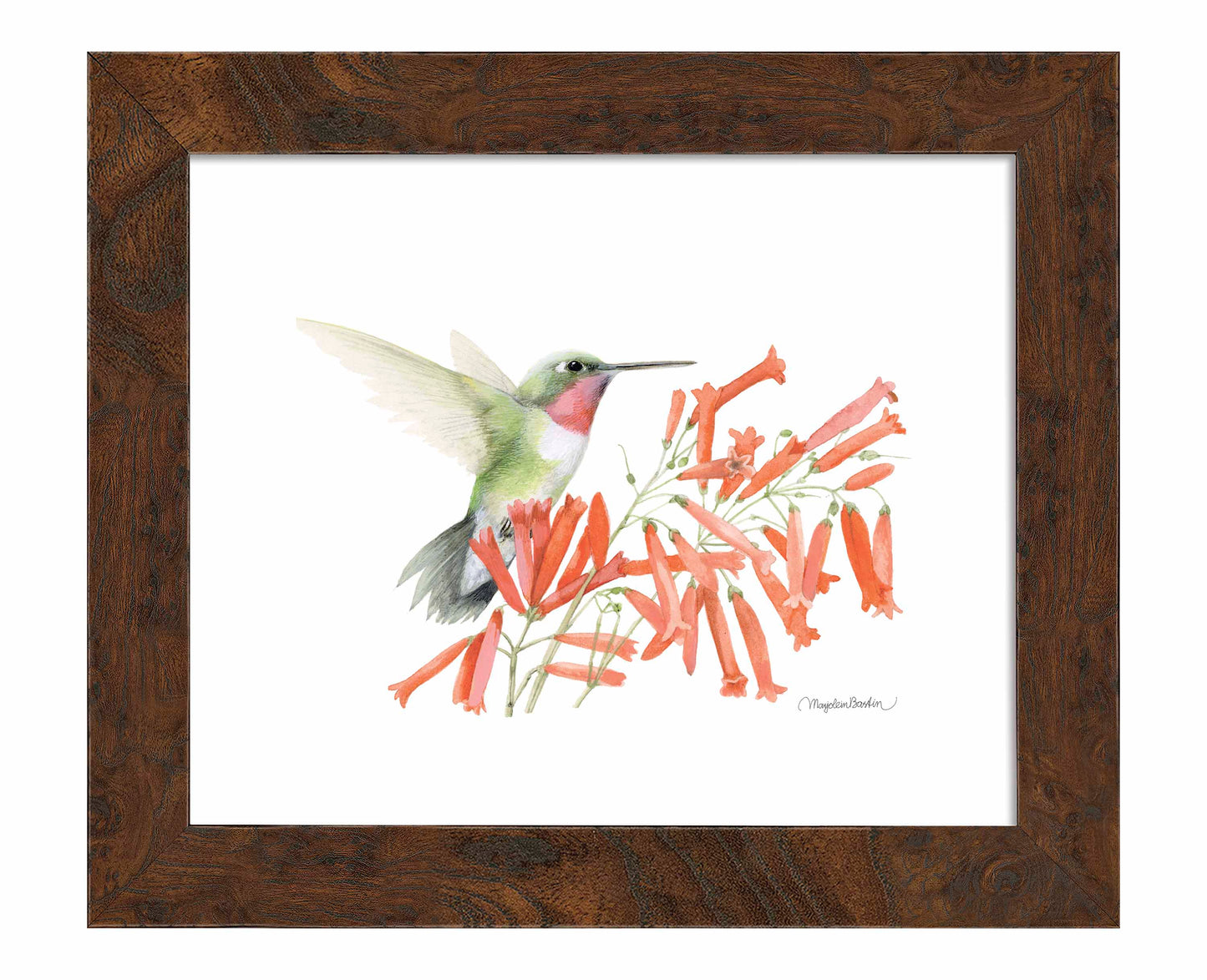 Ruby-throated Hummingbird - Art Prints