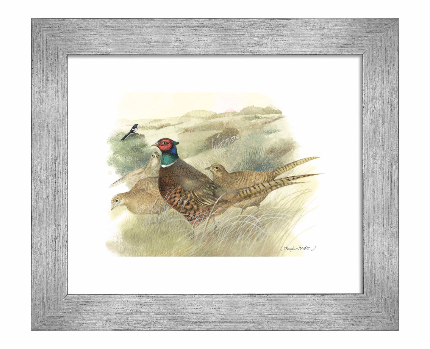 Pheasants on Ameland - Art Prints