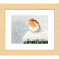 European Robin - Art Prints