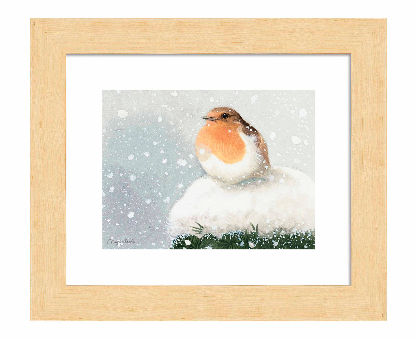 European Robin - Art Prints