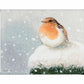 European Robin - Art Prints