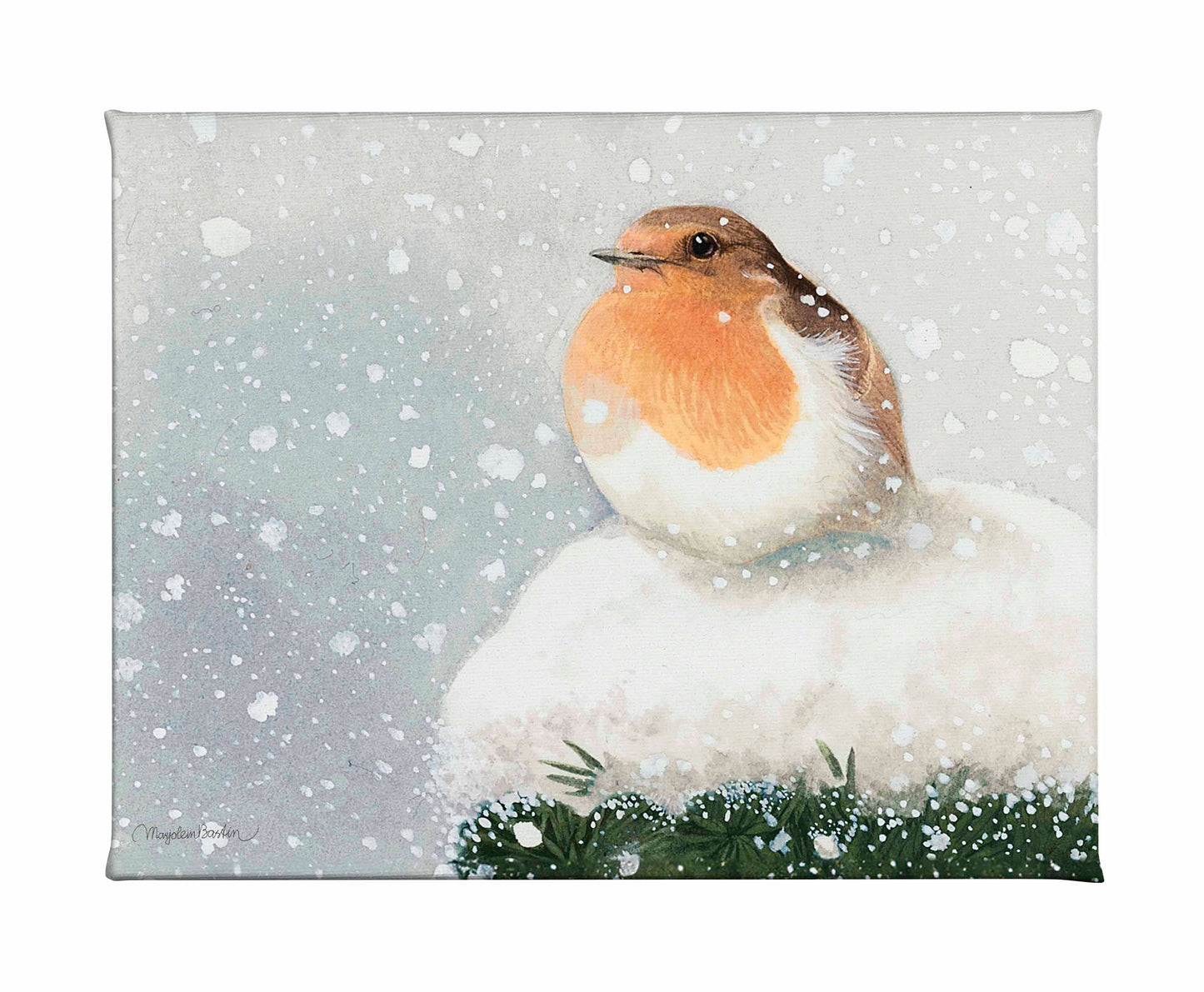 European Robin - Art Prints