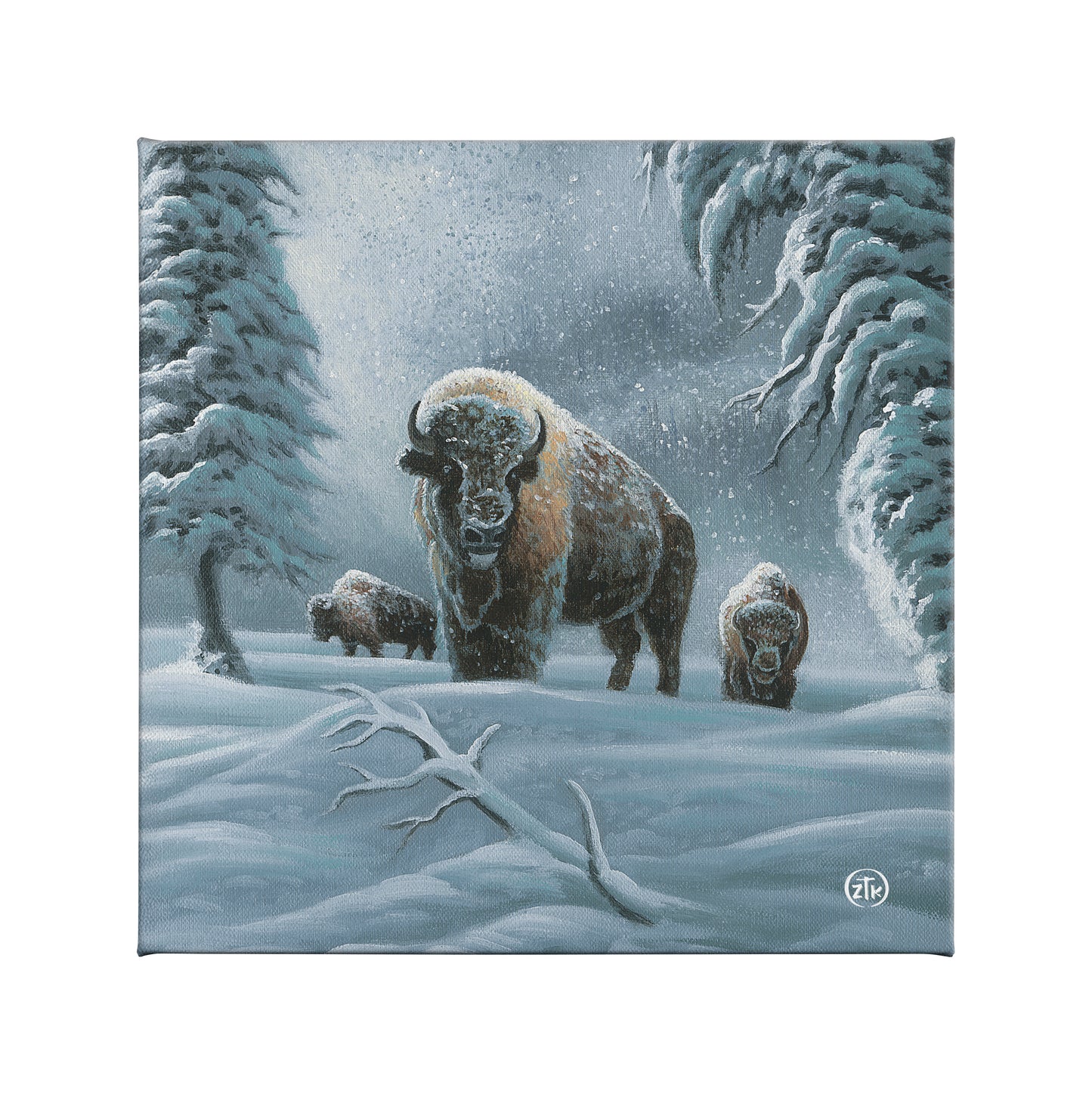 Bison in the Snow - 14" x 14" Gallery Wrapped Canvas