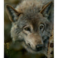 Silver and Gold - 13" x 18" Gallery Wrapped Canvas