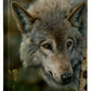 Silver and Gold - 13" x 18" Gallery Wrapped Canvas