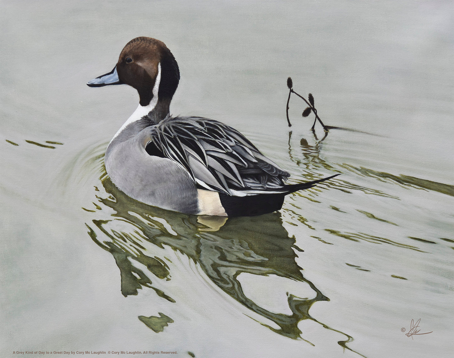 A swimming duck in the river