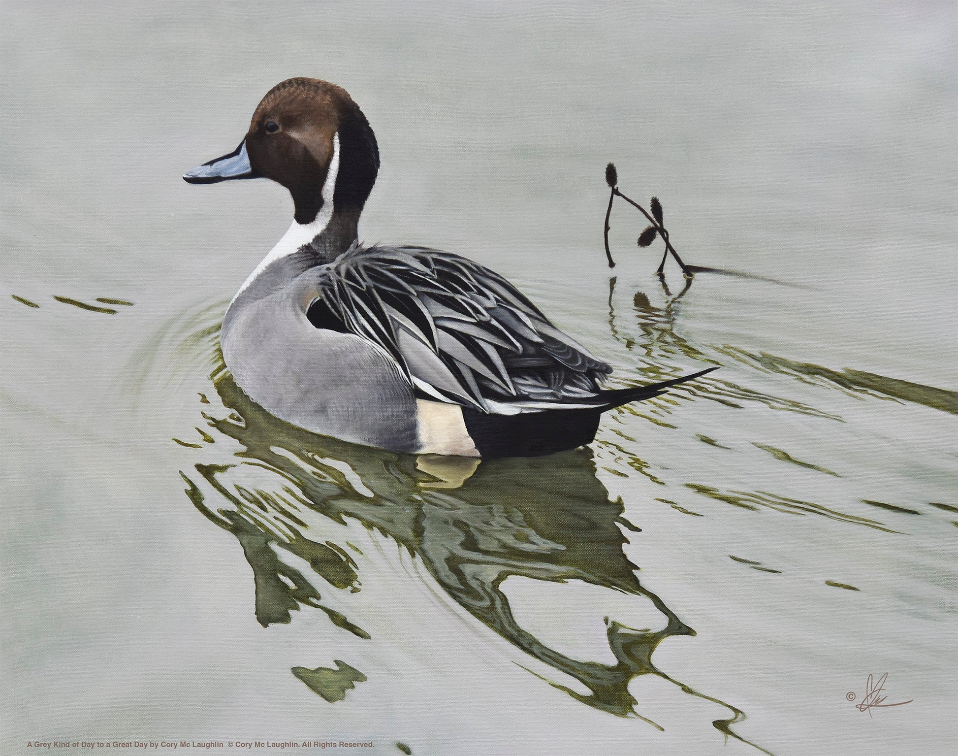 A swimming duck in the river