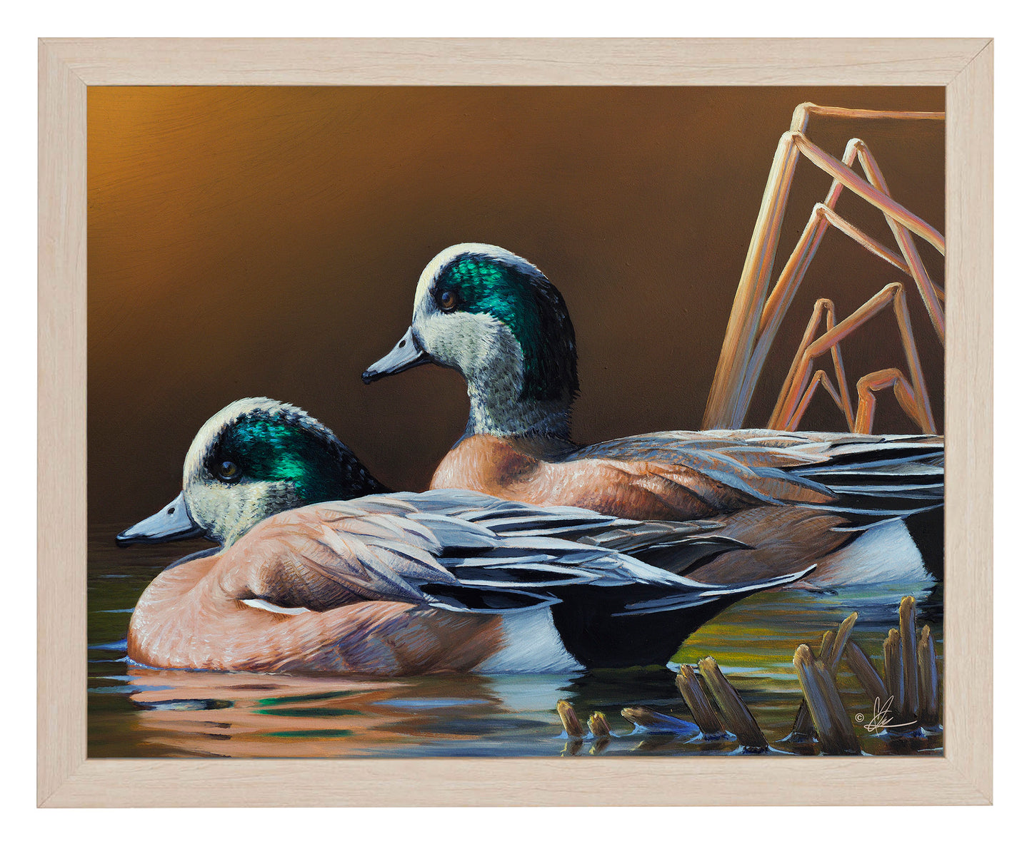 Framed painting of swimming Wigeons in the river