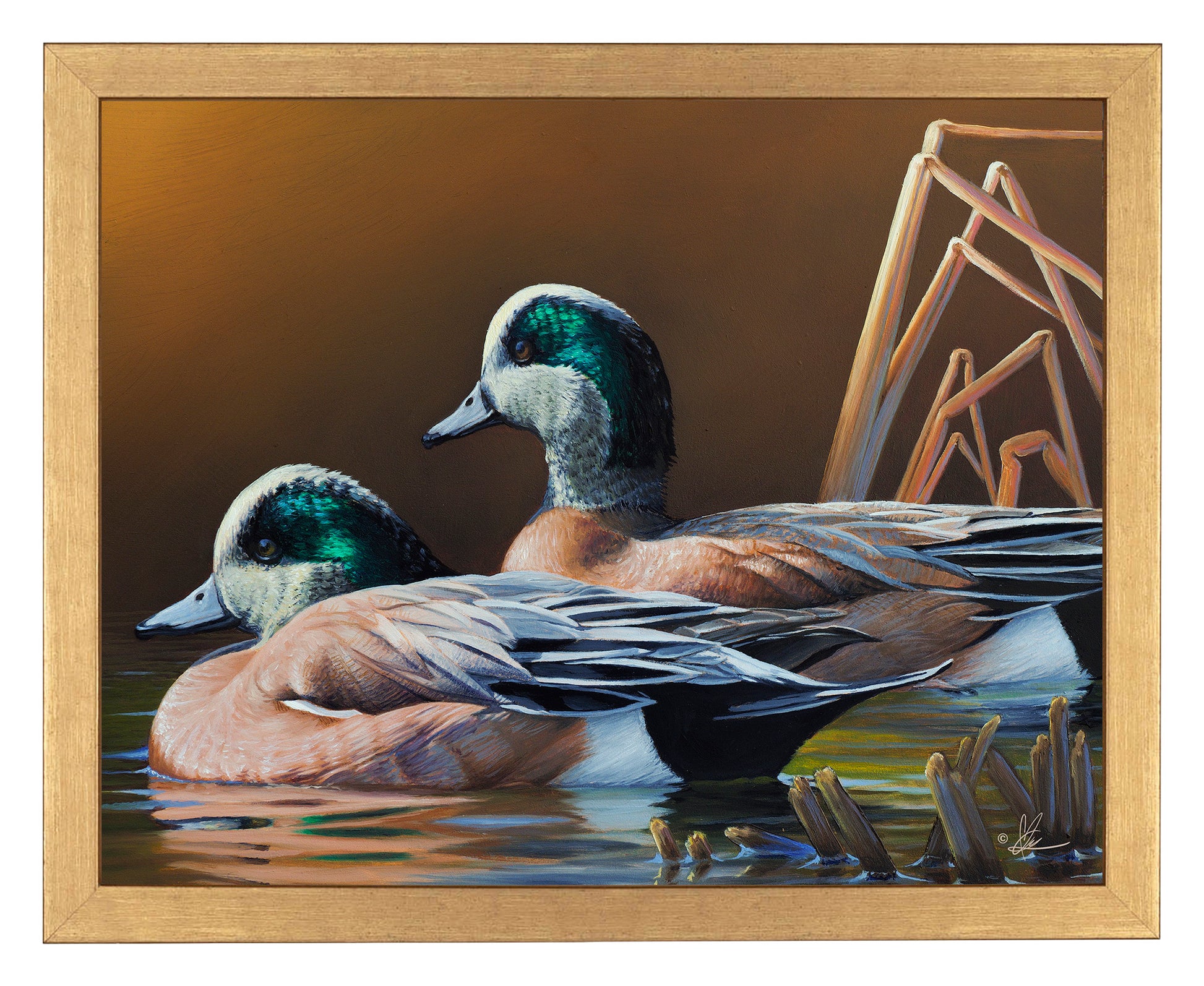 Framed painting of swimming Wigeons in the river