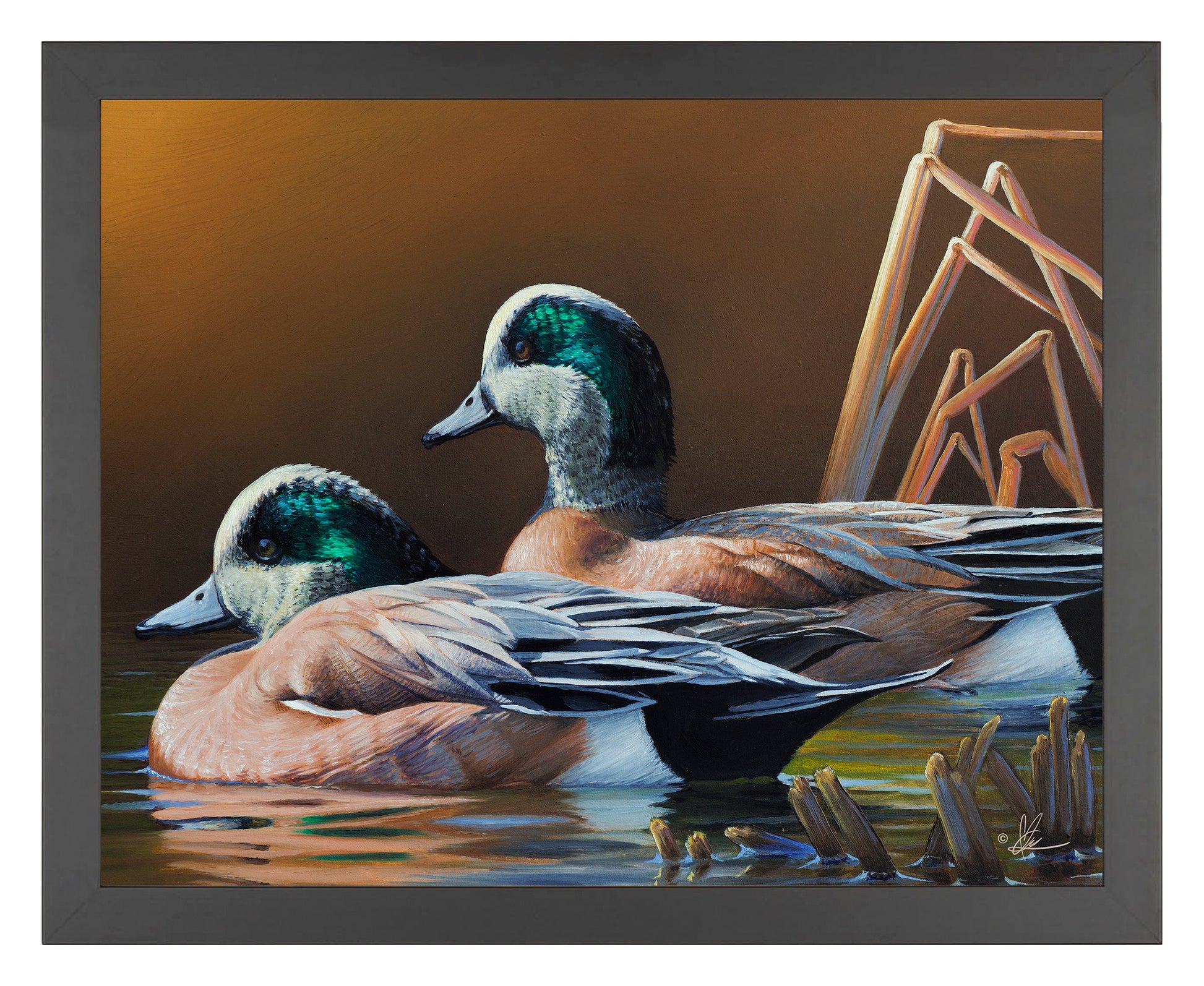 Framed painting of swimming Wigeons in the river