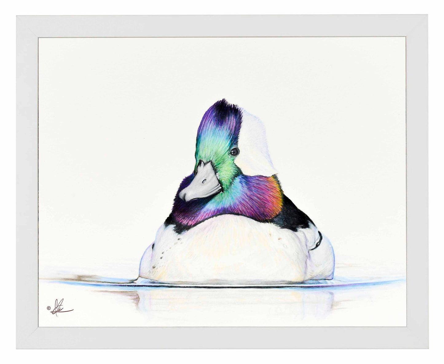 Framed image of a Bufflehead