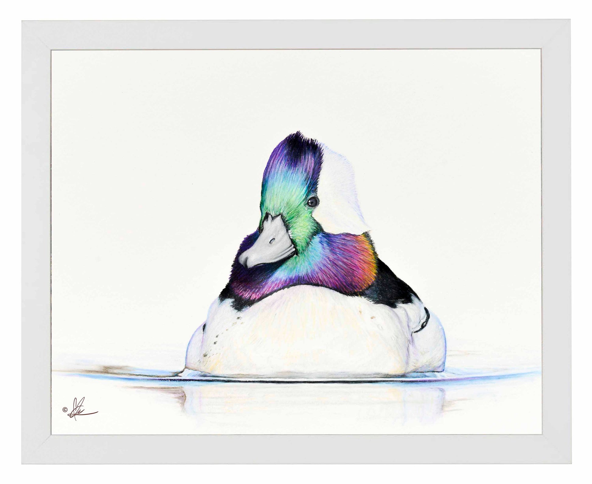 Framed image of a Bufflehead
