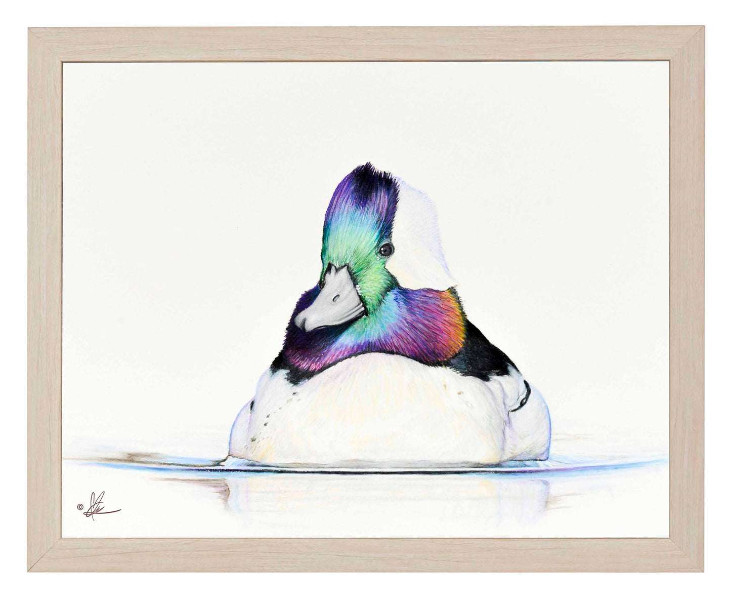 Framed image of a Bufflehead