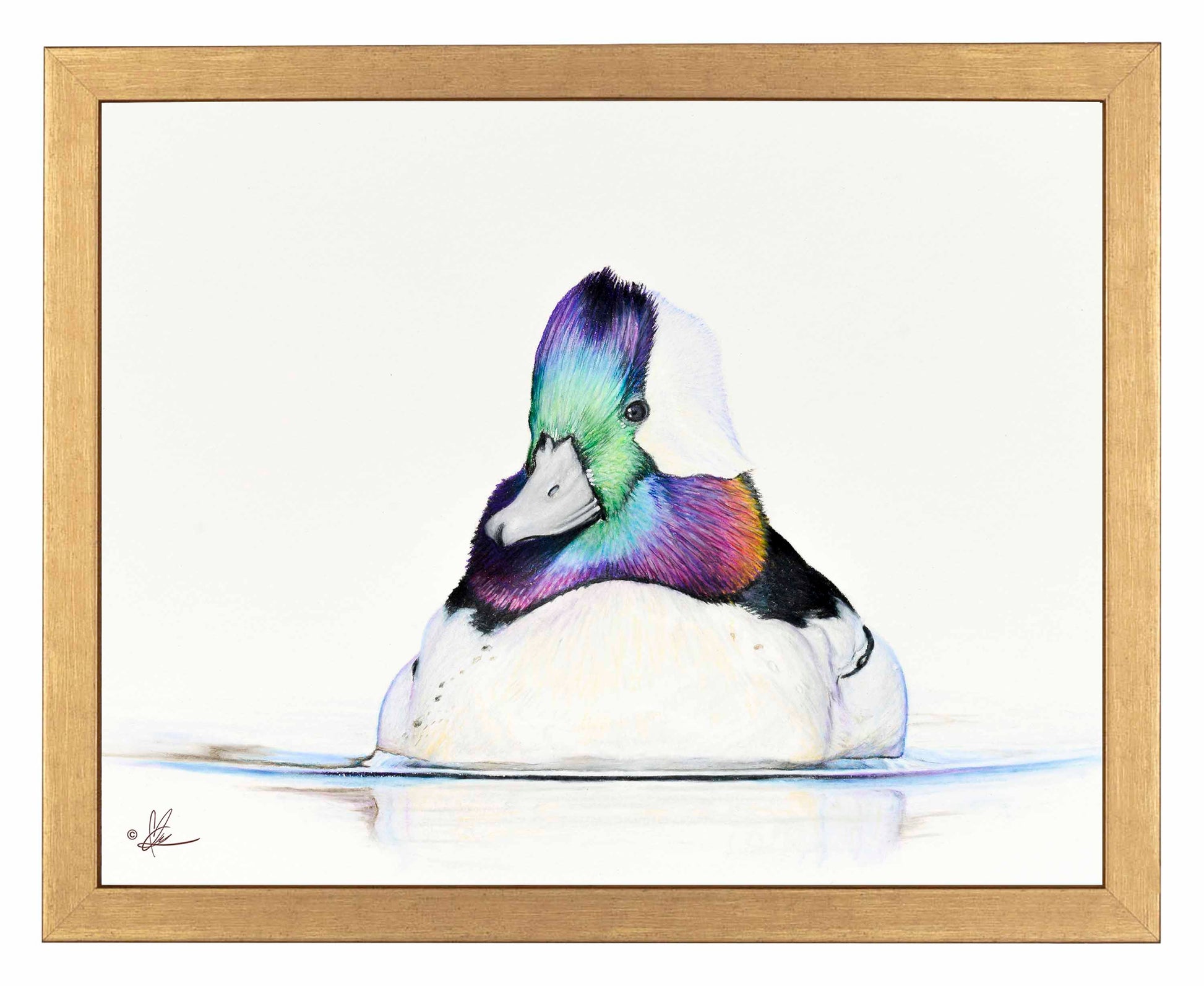 Framed image of a Bufflehead