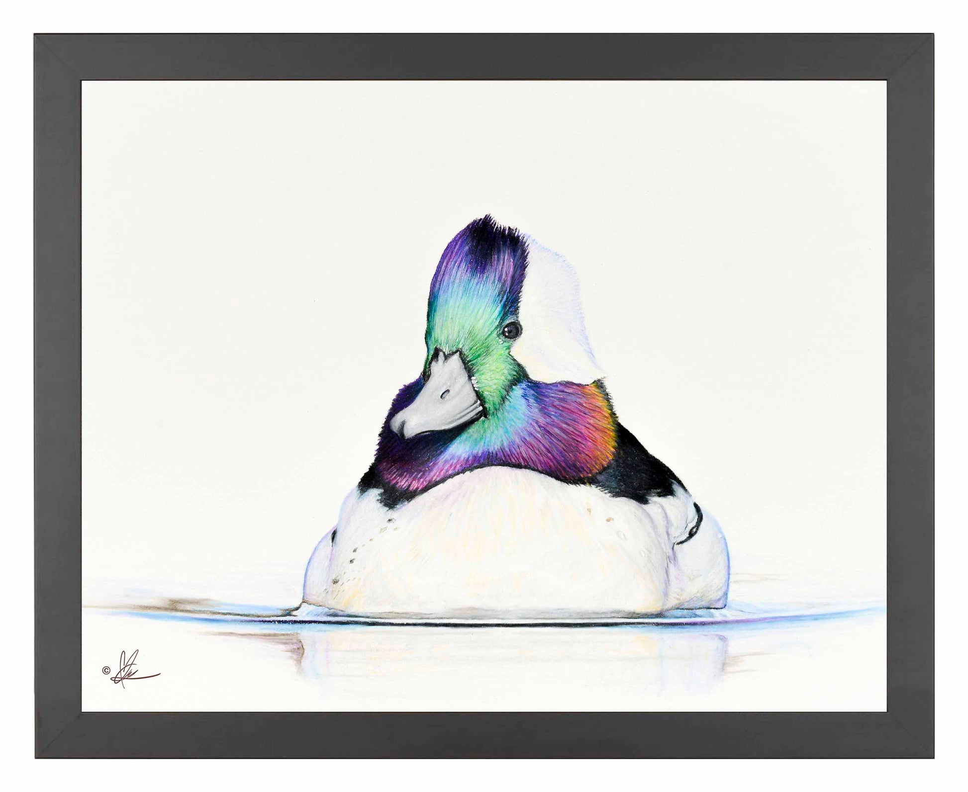 Framed image of a Bufflehead