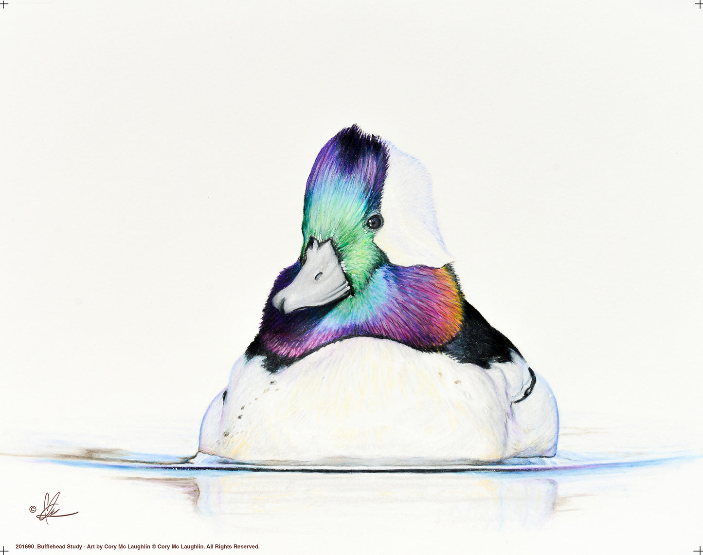Image of a Bufflehead