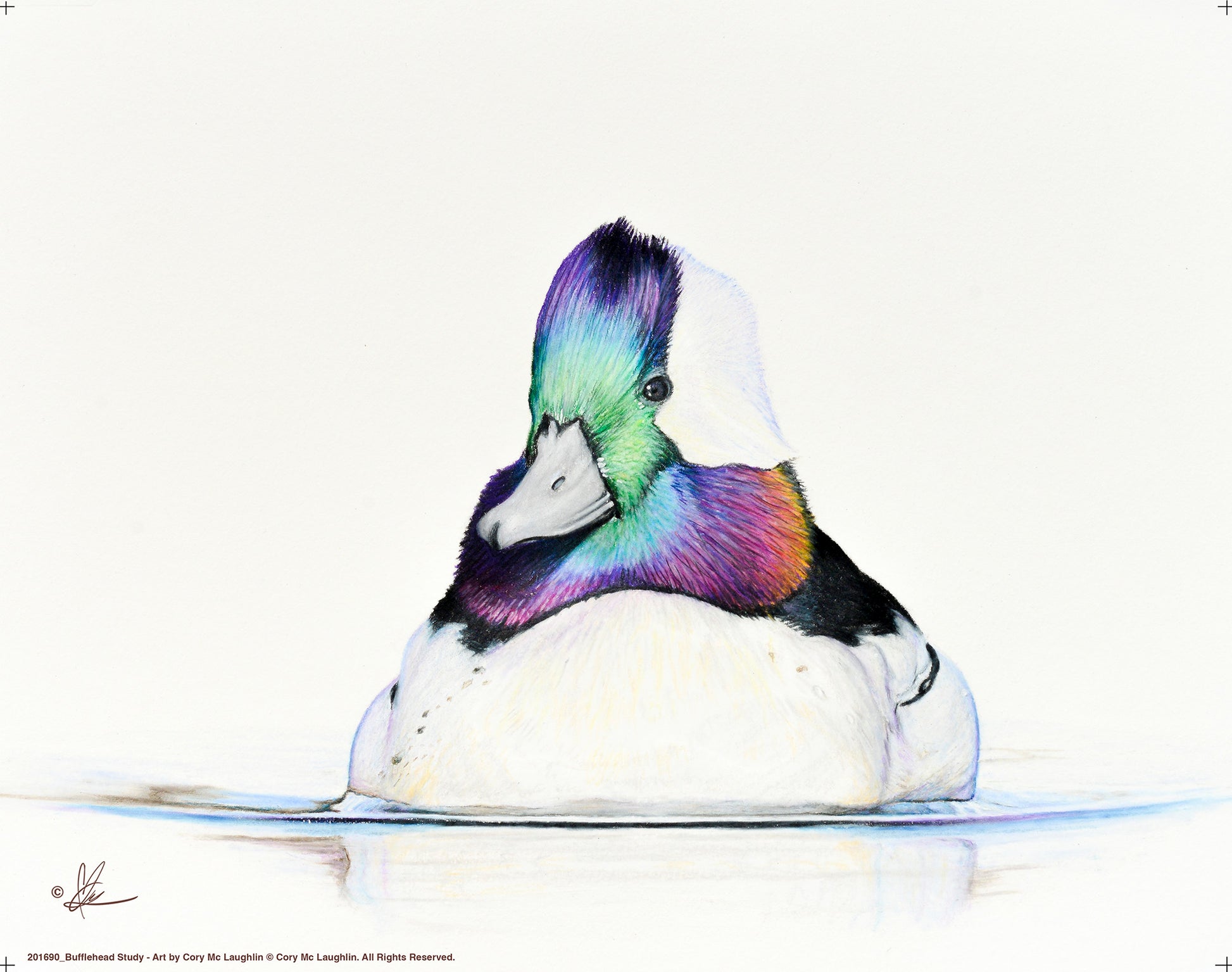 Image of a Bufflehead